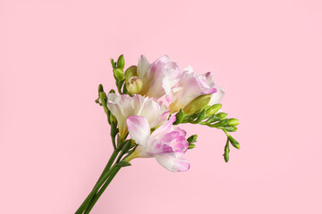 Fototapeta na wymiar Beautiful tender freesia flowers on pink background