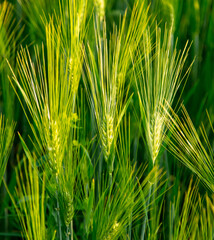 Green ears of wheat at sunset.