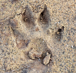 Close-up footprint of a dog on the ground