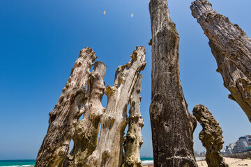 Wooden Poles on the beach at low tide in Saint Malo, Brittany, France