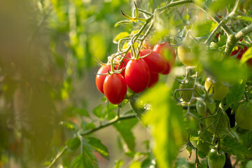 Ripe red tomatoes on the plant.