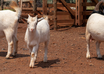 baby goat walking