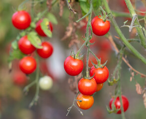 Ripe red tomatoes on the plant.