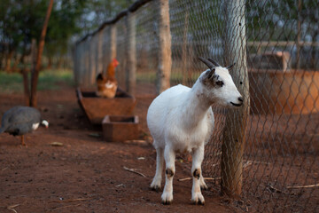goat living in the farm and thinking