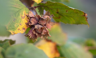 Hazelnuts grow on the branches of a tree.