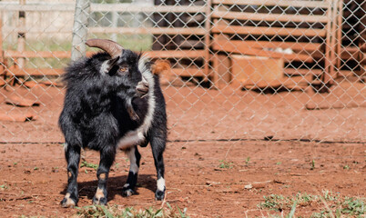 imposing male black and white goat