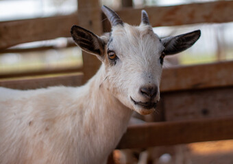 portrait of goat on the farm