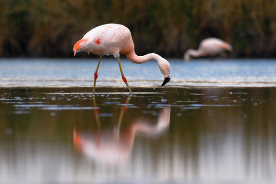 Chilean flamingo (Phoenicopterus chilensis) perched on feeding lake