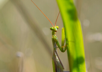 
close-up of green praying mantis on the grass