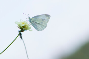 
background with butterfly on flower close-up