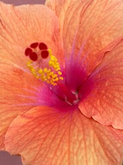 close up of a red flower