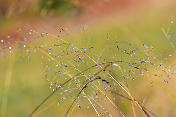 Fototapeta na wymiarautumn background dry grass with dew drops
