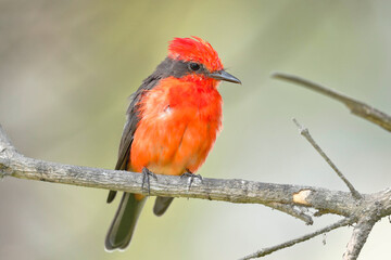 Vermilion flycatcher (Pyrocephalus rubinus) male perched still on branches