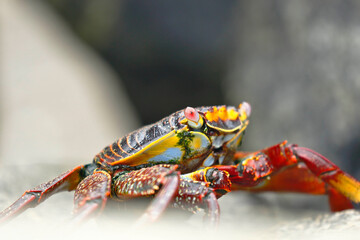 Sally Lightfoot Crab or Rock Crab (Grapsus grapsus) searching for food among the rocks where the waves hit.