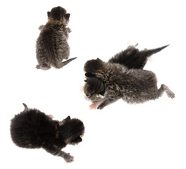 Four newborn kittens isolated on a white background.