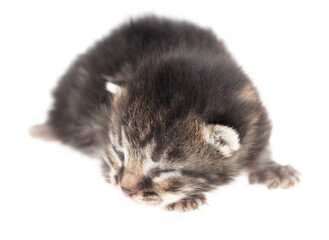 Fototapeta premium Newborn kitten isolated on a white background.