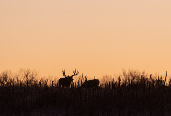 Fototapeta na wymiar Mule Deer Silhouetted at Sunrsie During the Fall Rut