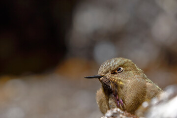 olivaceous Thornbill (Chalcostigma olivaceum) perched on a rock in the Andean heights.
