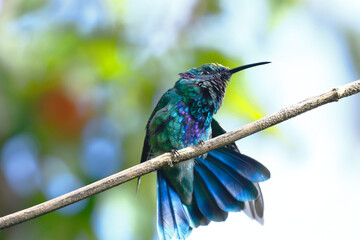 Sparkling violetear (Colibri coruscans) perched on a garden branch stretching its plumage.