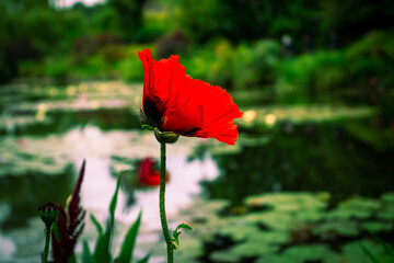 Red poppy flower, Claude Monet style, womans day