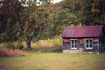 Abandoned Apple Farm in the Fall