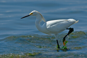 Snowy Egret (Egretta thula), copy taken in freedom