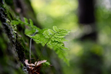 Young fern plant in the forest stock images. Beautiful natural green background. Greenery forest wallpaper. Bracken detail stock images. Tranquil forest background stock photo