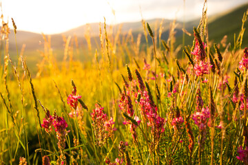 Beautiful wild flowers in sunlight in summer
