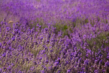 Beautiful blooming lavender field on summer day