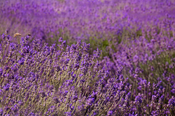 Fototapeta premium Beautiful blooming lavender field on summer day