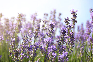 Beautiful blooming lavender field on summer day, closeup