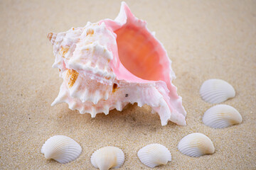 On the white sand lies a pink seashell of an unusual shape. Macro photography of a marine theme. The beach is somewhere near the sea or ocean. Sunny day. Vacation or weekend.