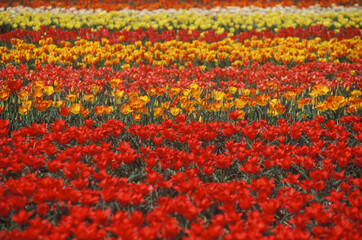 Fototapeta na wymiar High angle view of flowers in a field 
