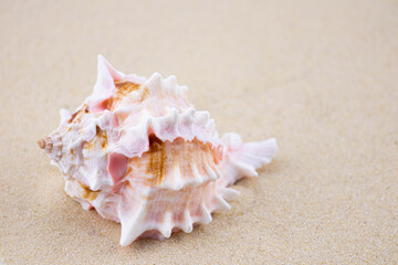Fototapeta na wymiar On the white sand lies a pink seashell of an unusual shape. Macro photography of a marine theme. The beach is somewhere near the sea or ocean. Sunny day. Vacation or weekend.