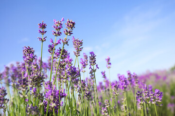 Naklejka premium Beautiful blooming lavender field on summer day, closeup