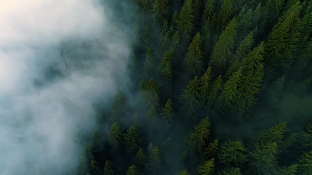 Misty forest. View of Flying over Pine Forest in the Morning, Magical fog in Mountain, Aerial shot, 4K