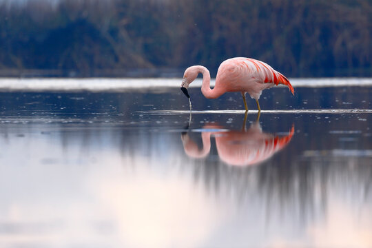 Chilean flamingo (Phoenicopterus chilensis) perched on feeding lake
