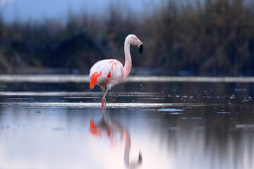 Chilean flamingo (Phoenicopterus chilensis) perched on feeding lake