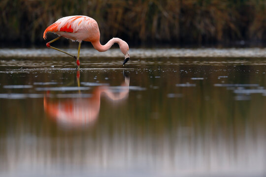 Chilean flamingo (Phoenicopterus chilensis) perched on feeding lake