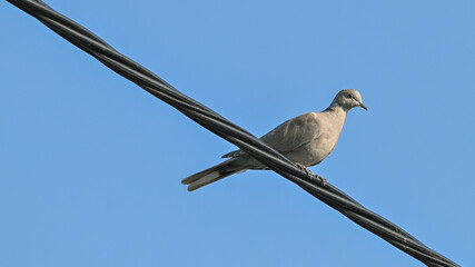 Tortora dal collare, posata sul filo che osserva 