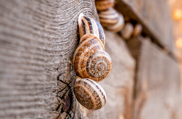 SNAILS IN THE SUN ON THE WALL