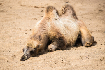 The camel is an unpretentious hardy inhabitant of deserts and semi-deserts.