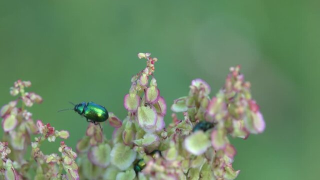 macro close up closeup view docks, sorrels, Rumex with green dock leaf beetle