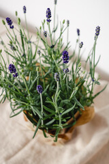 Purple lavender flowers with green stems on the white background micro shot. Soft focus, macro