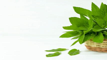 sprigs of fresh mint in a basket on a white background close-up. mint on a white background close-up. mint and copy space. fresh mint background.