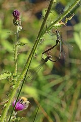 Paarungsrad der Weidenjungfer (Chalcolestes viridis)