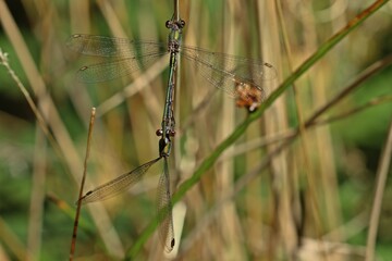 Paarungsrad der Weidenjungfer (Chalcolestes viridis)