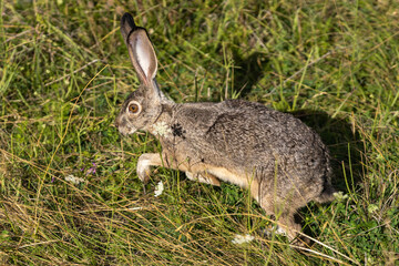 Rabbit wild Jackrabbit Bunny or Hare running and jumping.