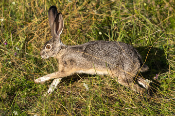 Rabbit wild Jackrabbit Bunny or Hare running and jumping.