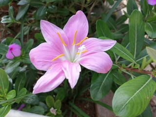 beautiful pink colored rain lily in garden
